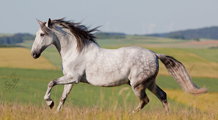 10 Raisons Pour Lesquelles J'aime les Chevaux